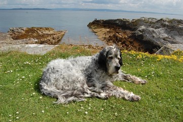 English Setter at the coast