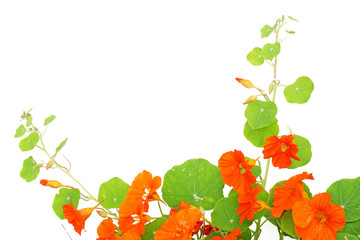Blooming nasturtium in the garden - obrazy, fototapety, plakaty