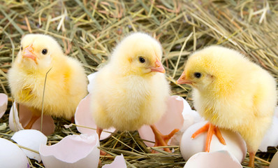 Just giving birth chickens in a nest