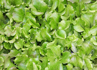 green leaves of lettuce and salad box for sale in the grocery ma