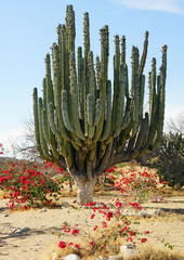 cactus candélabre
