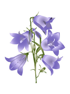 Bellflower