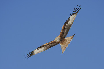 Red kite (Milvus milvus)