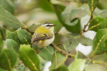Firecrest