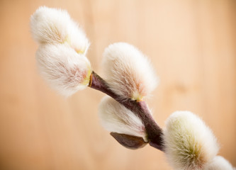 Catkins.