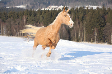 Czech Warmblood, 10 Years Old Mare