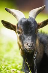 Dark goat on summer meadow