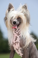 Chinese Crested Dog
