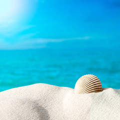 Obraz na płótnie Canvas Shell na plaży