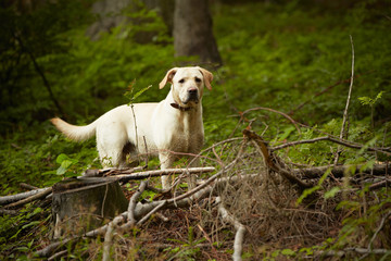 Obraz na płótnie Canvas ¯ółty labrador czeka w głębokim lesie.