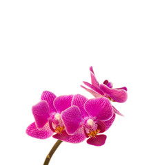 Naklejka na ściany i meble Orchidee 2603