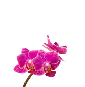 Orchidee 2603