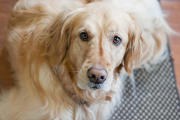 Golden Retriever looking at camera