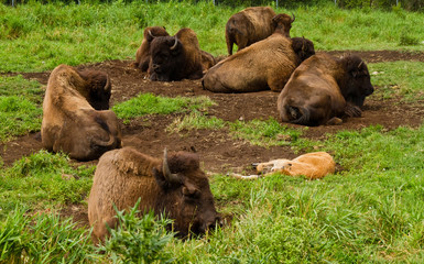 Bison resting in the nature.
