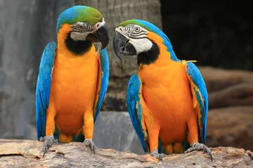 Rolgordijnen Macaws (blue and yellow macaw) © joefotofl