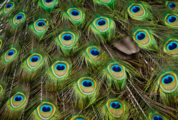 Obraz premium Peacock feathers.