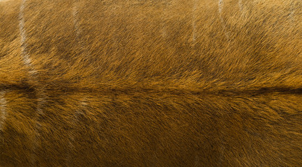 Animal fur texture.