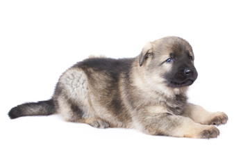 sheepdogs puppy isolated on white background