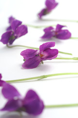 Viola odorata on a white background