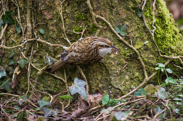 Treecreeper