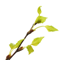 spring twig birch with green leaves isolated on white background