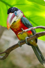 tropical bird