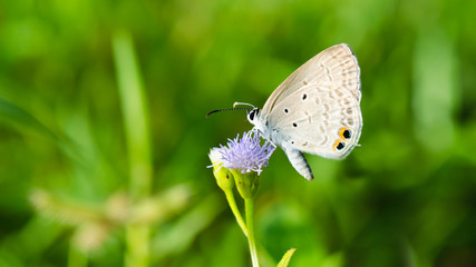 Cycad Blue or Plains Cupid butterfly ( Chilades pandava)