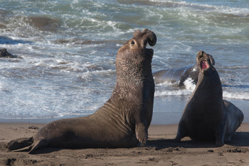 Fototapeta premium Elephant Seals Fighting