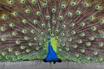 Sheer curtains Peacock peacock