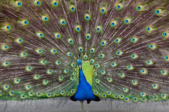 Fototapeta peacock