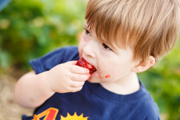 Boy eating a strawberry