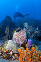 Reef Diver