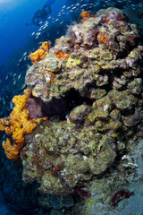 Deep in St Lucia
