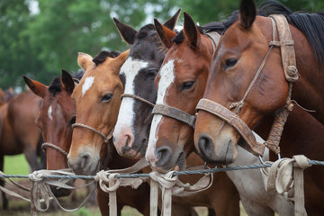 Obraz premium Horses at gaucho festival, Argentina