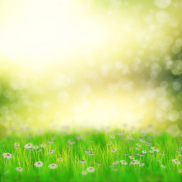Field of daisies © AnnaPa