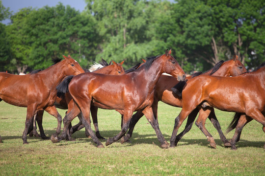 Horses At Gaucho Festival, Argentina