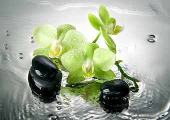 Spa stones and green orchid with water drops.