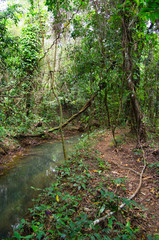 Fototapeta premium jungle