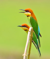 Bee eater Bird