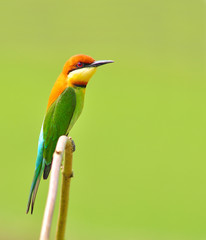 Bee eater Bird