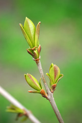 Spring bud.