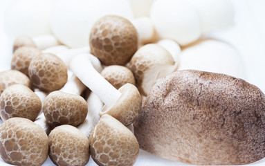 mushroom in foam package close up