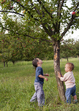 Children in the garden