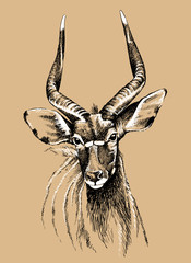Vector sketch of a male nyala antelope © lindybug