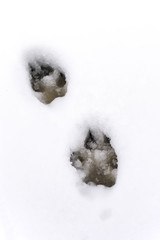 orme di cane nella neve