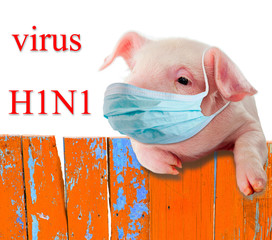 H1N1 virus. Pig wearing a mask hanging on the fence