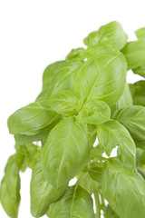 Basil on white