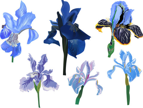five blue isolated iris flowers