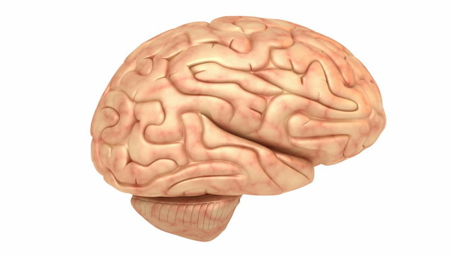 Human brain model, rotation loop