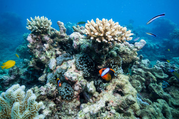 Fototapeta na wymiar Barrier Reef Anemone Ryby